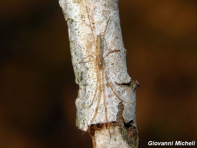 Tetragnatha sp. - Arluno (MI)